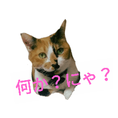 [LINEスタンプ] こばんちゃん1
