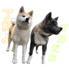 [LINEスタンプ] 秋田犬 きなとら