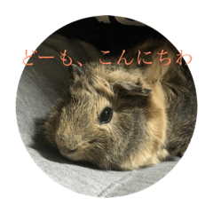 [LINEスタンプ] モルモット ちくもっちほのぼのスタンプ
