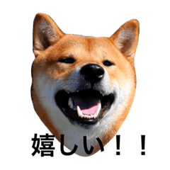 [LINEスタンプ] 毎日使ってほしい柴犬とまのスタンプ