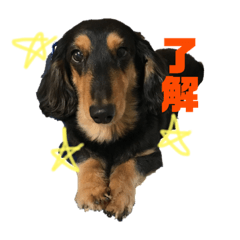 [LINEスタンプ] 犬のチョコたち