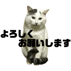 [LINEスタンプ] 高橋家の猫様。