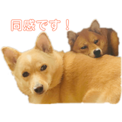 [LINEスタンプ] 犬 犬 犬