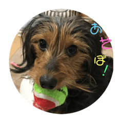 [LINEスタンプ] 愛犬えるの日常