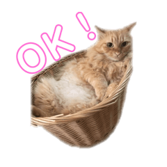 [LINEスタンプ] 愛すべき茶々丸
