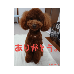 [LINEスタンプ] トイプーレッドの左近さん