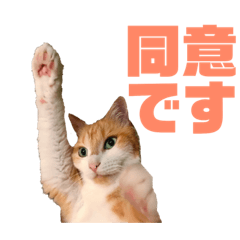 [LINEスタンプ] マイ猫ズ