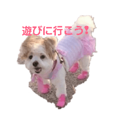 [LINEスタンプ] 愛犬メイの日常