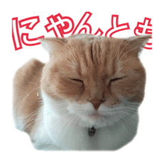 [LINEスタンプ] ♥スコティッシュフォールド♥