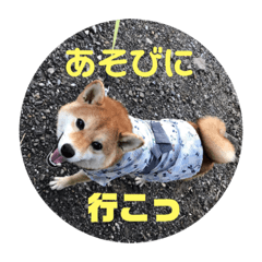 [LINEスタンプ] 柴犬 北登 スタンプ2018