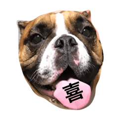 [LINEスタンプ] 小野塚BOBの使えるヤツ