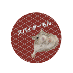 [LINEスタンプ] もんちゃんスタスタ