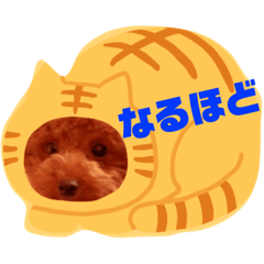 [LINEスタンプ] モモちゃんたぬき 3