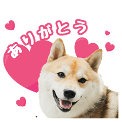 [LINEスタンプ] 胡麻柴犬こまめ【飼い主日常編】