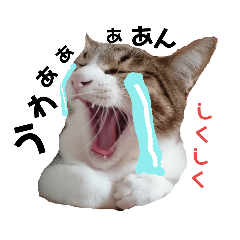 [LINEスタンプ] いろいろ使える猫