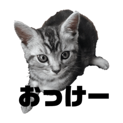 [LINEスタンプ] 実写子猫