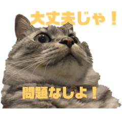 [LINEスタンプ] ととここあスタンプ 備後弁編