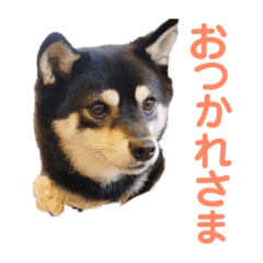 [LINEスタンプ] 豆柴 すずちゃん