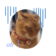 [LINEスタンプ] ニャンニャンニャンニャンニャンニャン