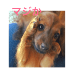 [LINEスタンプ] 幸せなhappy