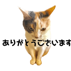 [LINEスタンプ] 三毛猫ユキさん(怒濤のおじぎ)