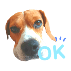 [LINEスタンプ] キュートワンチャンのアン