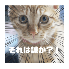 [LINEスタンプ] 猫のしずくスタンプ。