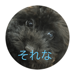 [LINEスタンプ] トイプードルなつ＆ふゆ