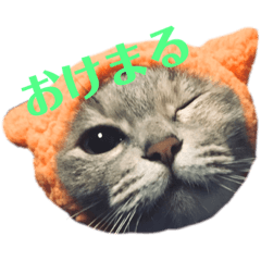 [LINEスタンプ] ナニワキャット