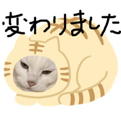 [LINEスタンプ] かわいいしろぬこ3