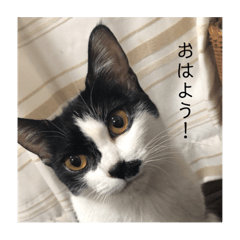 [LINEスタンプ] まめ氏