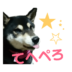 [LINEスタンプ] 箱入り娘黒柴まろさま2