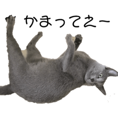 [LINEスタンプ] くるみの猫スタンプ