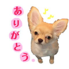[LINEスタンプ] ガンモStyle