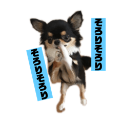 [LINEスタンプ] チンチョコ   お買い得40個