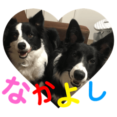 [LINEスタンプ] bordercolley.sugar＆salt