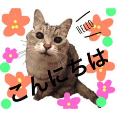 [LINEスタンプ] グレーちゃんのスタンプ1996-2018時々みー