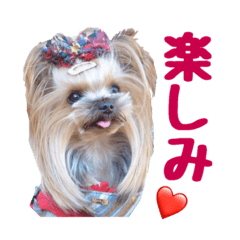 [LINEスタンプ] ヨーキートッポ君の日常5