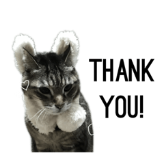 [LINEスタンプ] my cat is goe！
