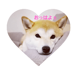 [LINEスタンプ] 豆しばアンのもふもふスタンプ