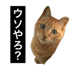 [LINEスタンプ] 茶トラと毎日楽しく生きる 3