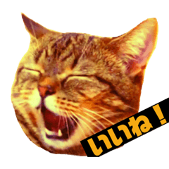 [LINEスタンプ] のりたけコレクションvol.2