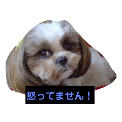 [LINEスタンプ] わんこ3姉妹