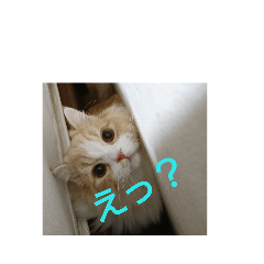 [LINEスタンプ] ユルここ君^^ fetchpriority=high
