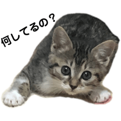 [LINEスタンプ] VIVI's  stamp 