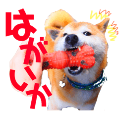 [LINEスタンプ] 筑後弁を喋りたい愛犬サスケ 