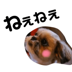 [LINEスタンプ] わんにゃんかぞくう