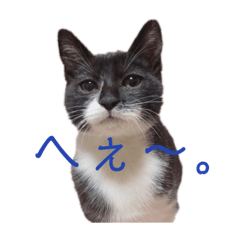 [LINEスタンプ] HITOMIのにゃんず