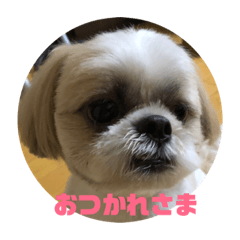 [LINEスタンプ] まもるくんのスタンプ