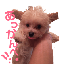 [LINEスタンプ] チワプー♡Pink